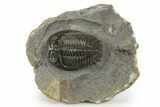 Detailed Hollardops Trilobite Fossil - Ofaten, Morocco #345161-3